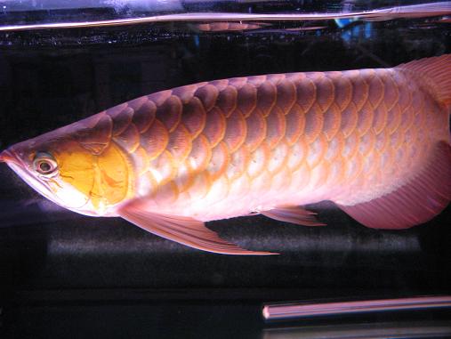Red Dragon fish