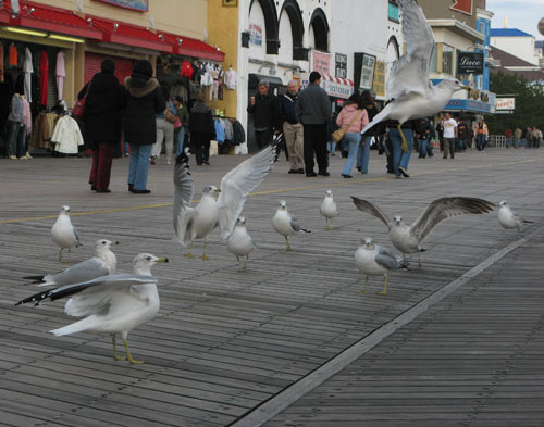 Boardwalk Seagulls
