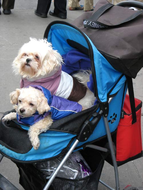 Pups Stroller