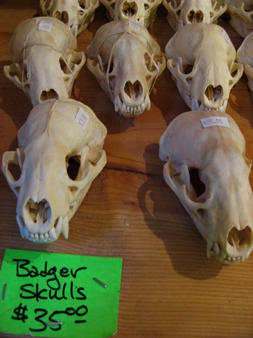 Badger Skulls
