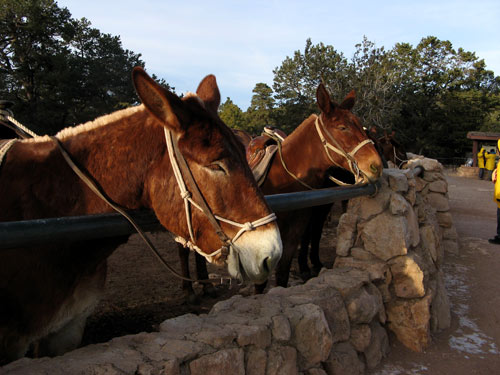 Mules in Corral