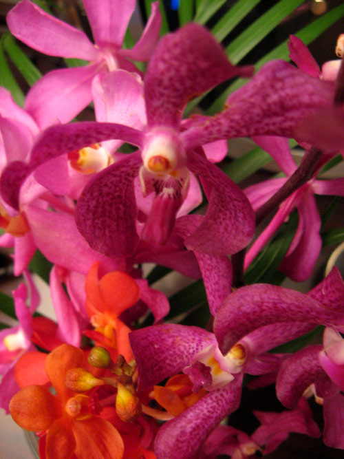 Birthday orchids